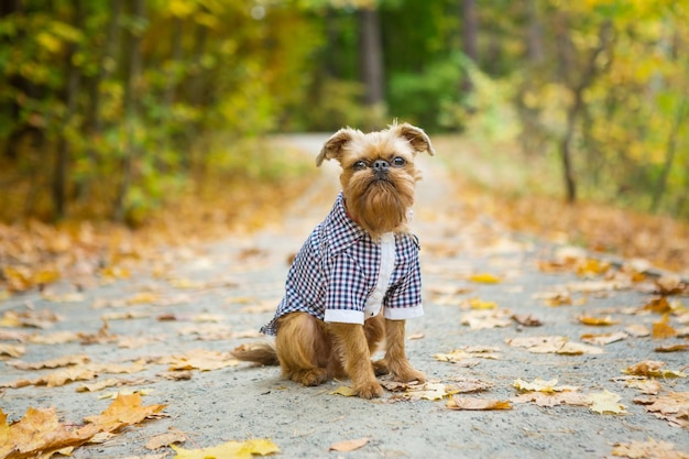 Brussels Griffon in autumn on a walk in the Park