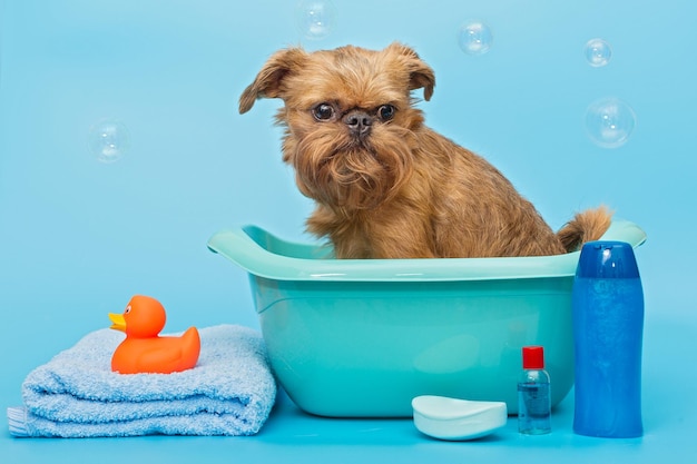 Brussels Griffon dog washes in a basin