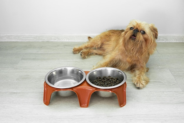 The Brussels Griffon lies on the floor next to a bowl of dry food and water