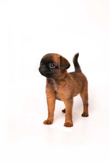 Brussels Griffon of petit brabanson puppy op witte geïsoleerde achtergrond