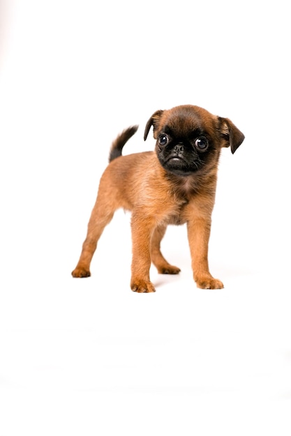 Brussels Griffon or petit brabanson puppy  on white background isolated