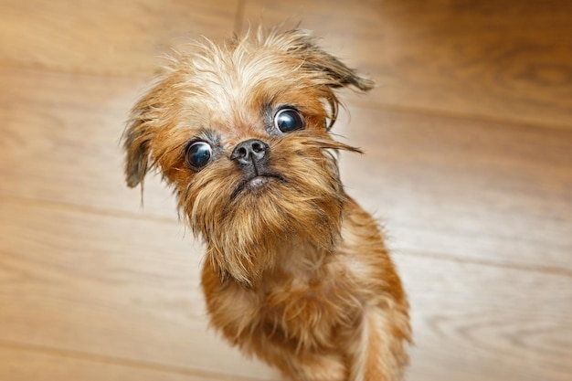 大きな目のブリュッセル ・ グリフォンの子犬