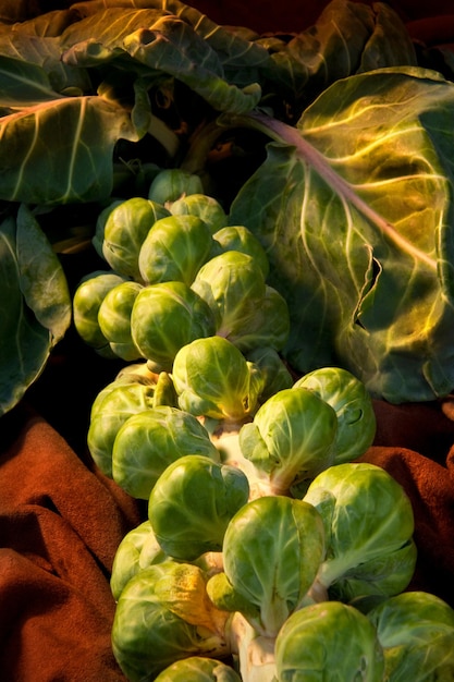 Брюссельская капуста Brassica oleracea