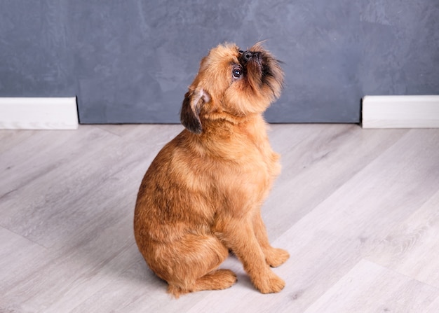 Brusselse Griffon hond zit op de grond en kijkt op.