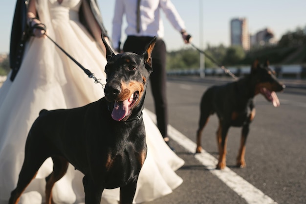 차 근처에 Dobermans와 함께 검은 안경과 가죽 재킷에 잔인 한 커플 신부와 신랑