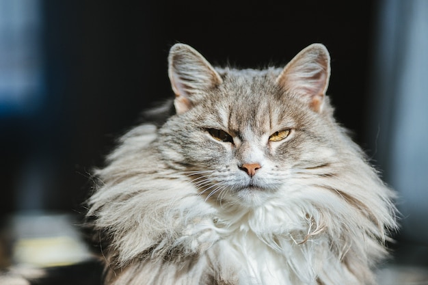Брутальный серый кот с желтыми глазами | Премиум Фото