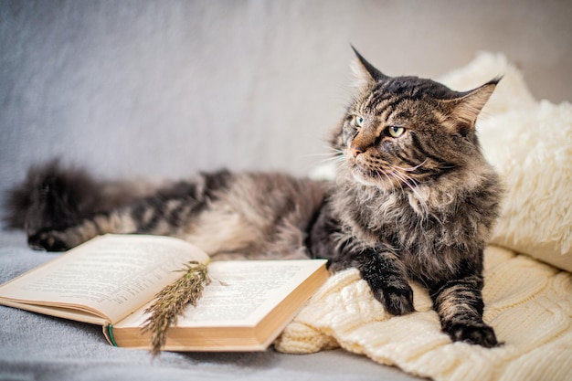 残忍なメインクーンの猫は、居心地の良い雰囲気の中でニット セーターの本の隣に横たわっています。