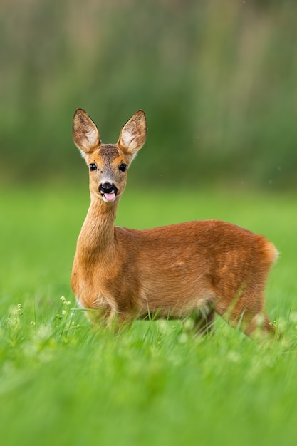 Brutale reeën die roze tong op opheldering met groen gras in de zomer schieten