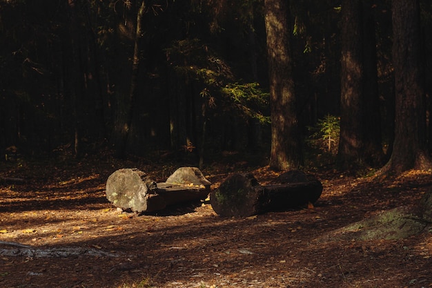 Brute banken gemaakt van boomstammen in het bos