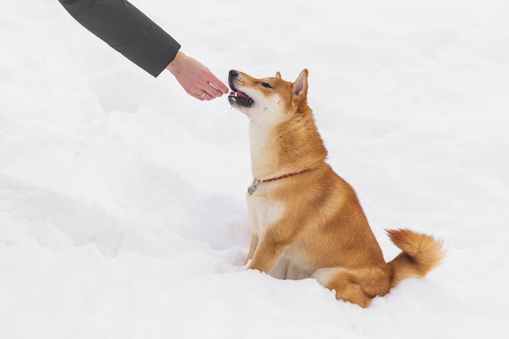 雪の上で手から食べるBrwon血統犬。柴犬