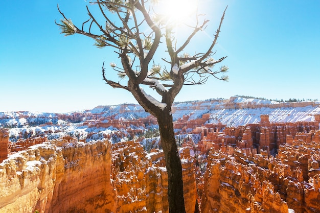 Bryce canyon met sneeuw in het winterseizoen.