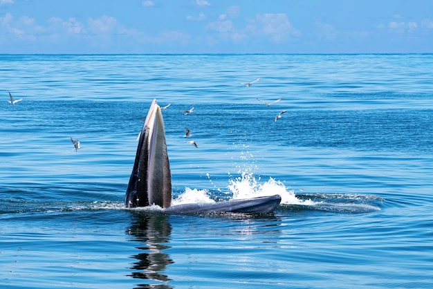 写真 ブライドのクジラは海の上に現れています。多くのガラが飛んでいます。