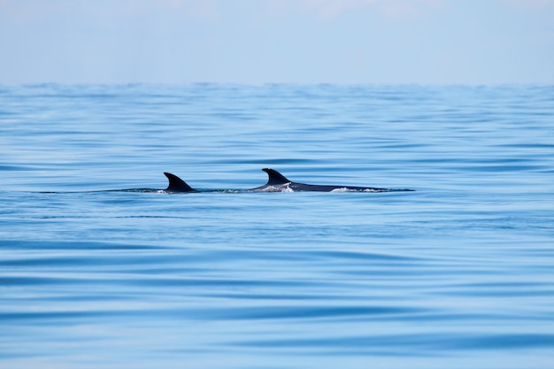 Фото bryde's whale balaenoptera edeni большая рыба в море с спинным плавником