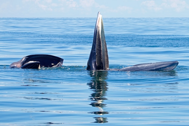 Bryde 's Whale Balaenoptera edeni 바다에있는 두 개의 큰 물고기