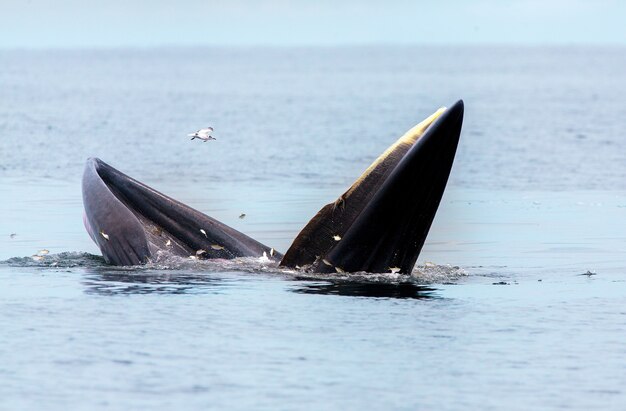 ニタリクジラ、エデンのクジラ、タイ湾で魚を食べる