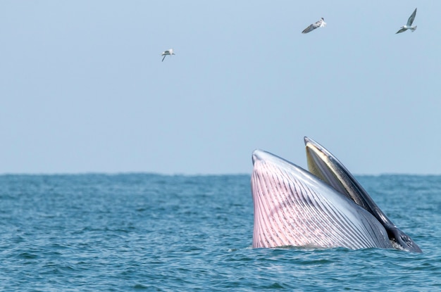 写真 タイ海でニタリクジラが泳ぐ