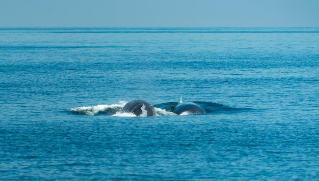 タイ湾を見ているニタリクジラ