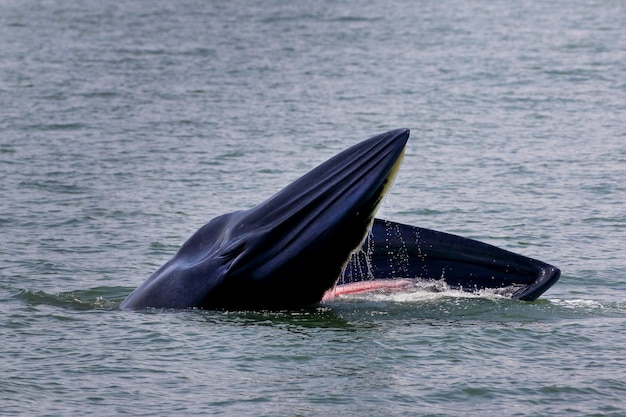 Brydes-walvis foerageert kleine vissen in de Golf van Thailand.