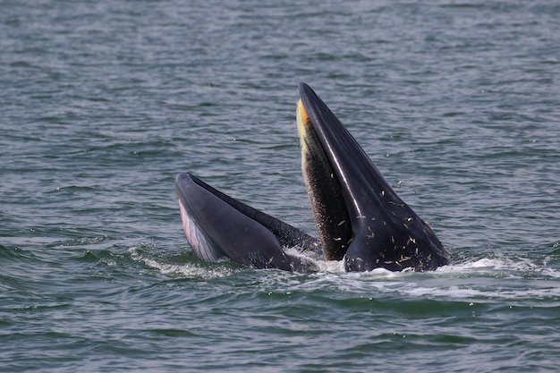 Brydes-walvis foerageert kleine vissen in de Golf van Thailand.