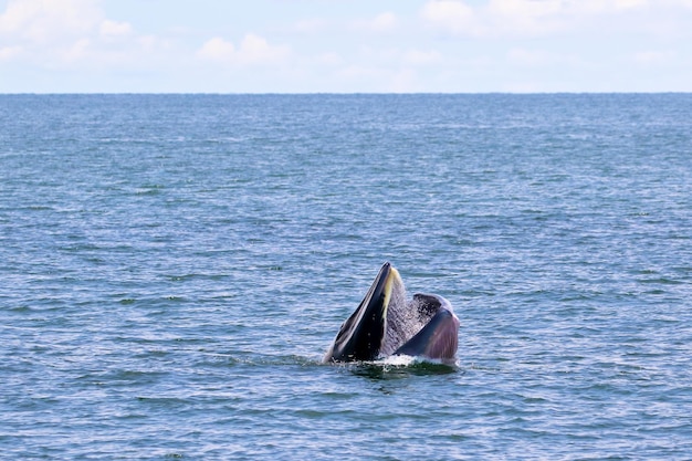 Brydes-walvis foerageert kleine vissen in de Golf van Thailand.