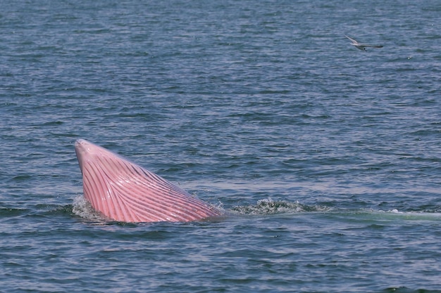 ニタリクジラはタイ湾で小魚を捕食します。