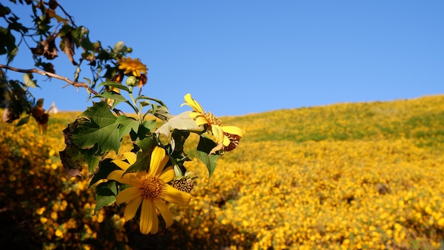 Bua Tong Field Doi Mae U Kho