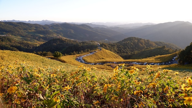 Bua Tong Field Doi Mae U Kho