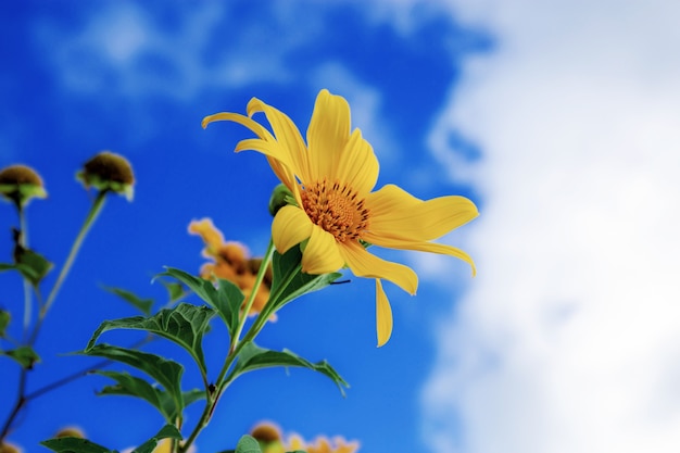 タイの冬の青空にブアトンの花。