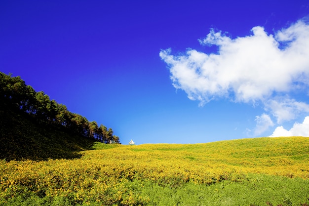 Bua tong flower on hill at sky.