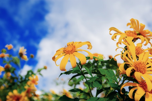 Bua tong flower at sky.