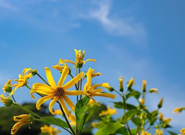 Bua tong flower with sky