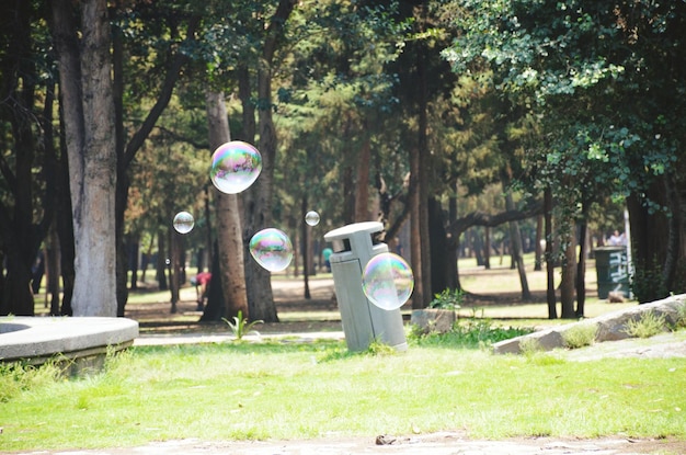 写真 公園の木に吹き飛ばされた泡