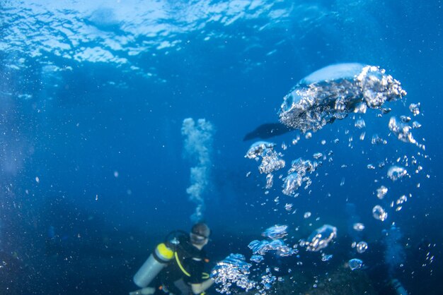 写真 水中のスキューバダイバーの泡