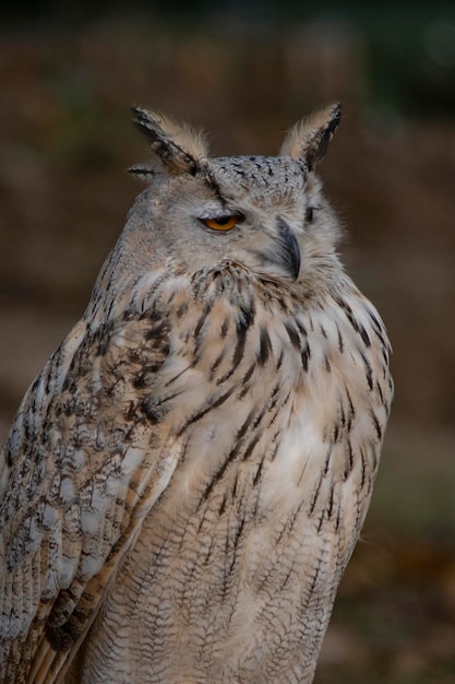 写真 bubo bubo sibiricusシベリアワシミミズクは、フクロウ科のフクロウ科の鳥の一種です。