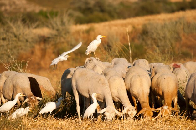 Foto bubulcus ibis - de koereiger is een soort van de ardeidae-familie.