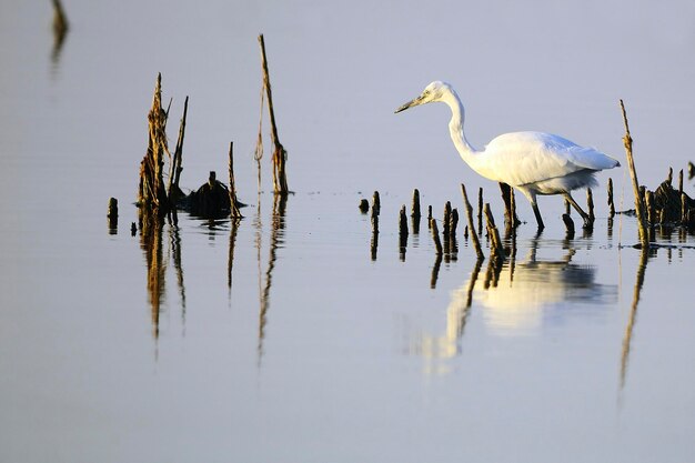 Bubulcus ibis - De koereiger is een soort van de Ardeidae-familie.