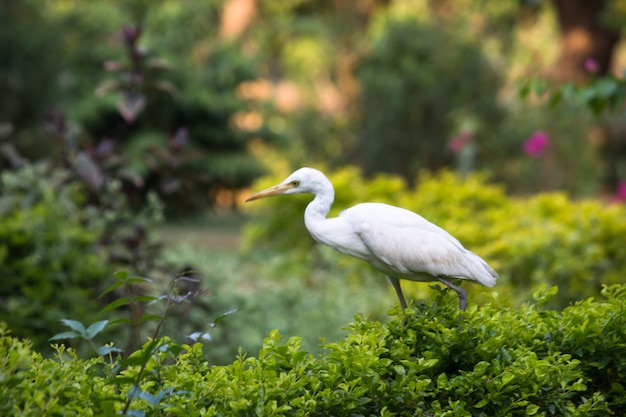 Bubulcus ibis 또는 Heron 또는 일반적으로 자연 환경에서 소 백로로 알려져 있습니다.