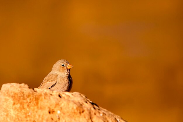 Bucanetes githagineus - The trumpeter bullfinch is a species of passerine bird in the Fringillidae 