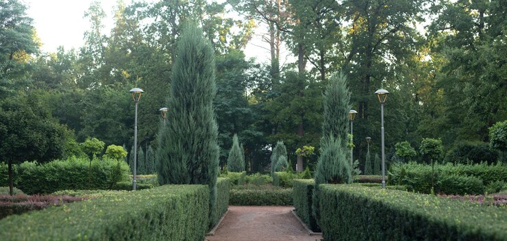 Bucha Central Park, French style. Evergreen plants
