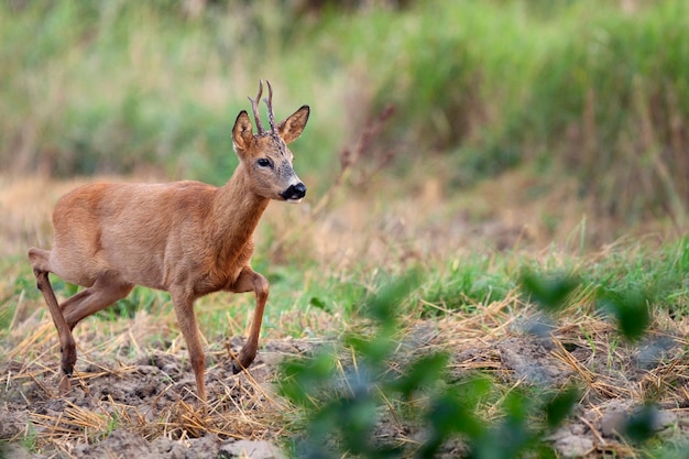 Buck deer in a clearing 