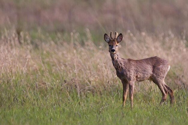 Photo buck deer in a clearing