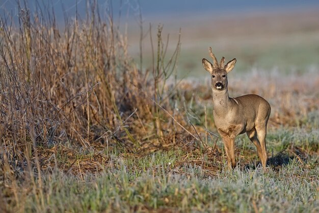 Photo buck deer in a clearing