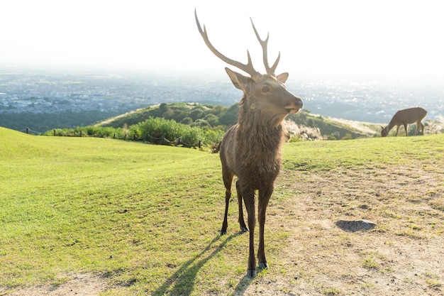 Buck herten in mount