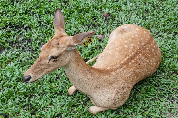 Buck herten met herten in het wild