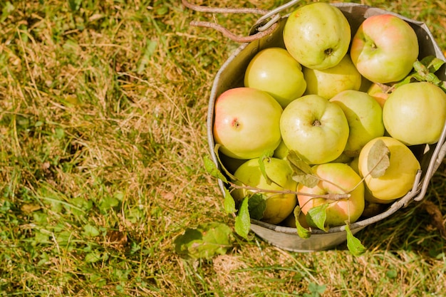 a bucket of apples that are sitting in the grass