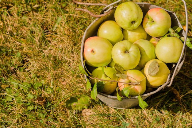 Photo a bucket of apples with leaves on the ground