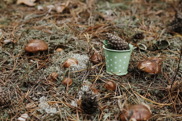 A bucket in the forest on moss among mushrooms the concept of nature protection