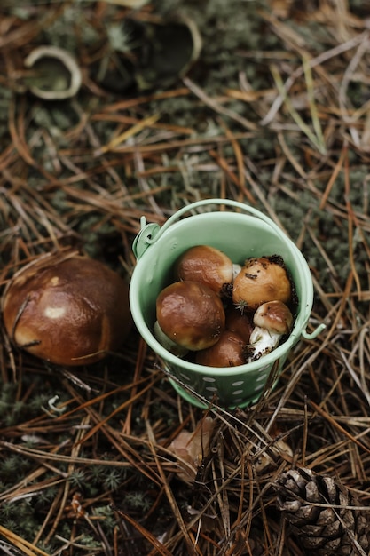 A bucket in the forest on moss among mushrooms the concept of nature protection