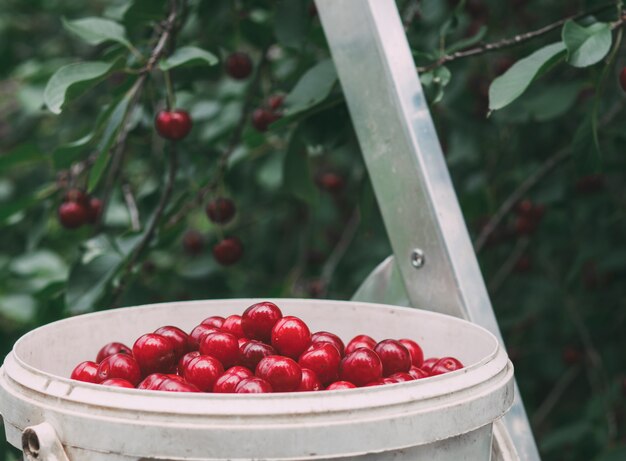 Bucket of fresh red cherries