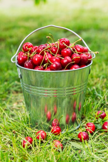 Bucket of freshly picked cherries in summer garden